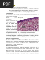 Histología de La Cavidad Bucal