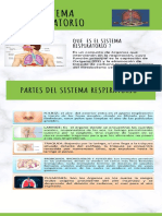 Sistema Respiratorio y Renal INFOGRAFIA PDF