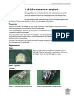 Potential Impact of Fall Armyworm On Sorghum: Pest Risk