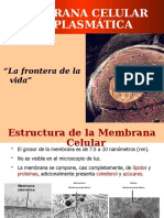 Membrana Plasmatica