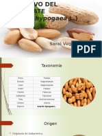 El Cultivo Del Cacahuate