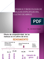 II Manejo de Malezas Del Cultivo de Arroz - Jairo PDF