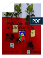 Jorge Escobedo - Propagacion Clonal de Patrones de Paltas