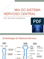 Aula Neuroanatomia