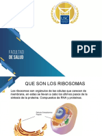 Diapositivas Ribosomas