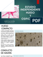 Histologia Hueso y Osificacion