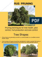 CITRUS PRUNING Presentation PDF