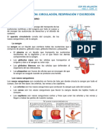 Tema2 Nutricion CIRCULACION RESPIRACION EXCRECION PDF