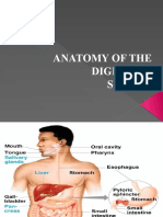 Anatomy of The Digestive System