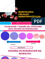 Morfología de Celulas Medulares PDF