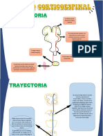 Tracto Corticoespinal