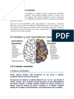 Neuroanatomia