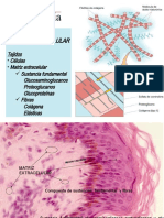 Capítulo 3 - Matríz Extracelular