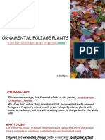 Ornamental Foliage Plants