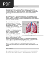 Anatomía de Los Bronquios