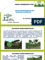 Saf Ejemplos Chetumal