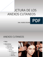 Semana 2 Estructura de Los Anexos Cutaneos