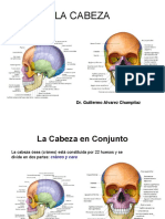 (9 y 10) La Cabeza en Conjunto - Huesos de La Cara - Parótida