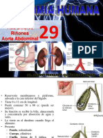 Teoría 29 Anatomía Humana - Vías Biliares, Riñon, Aorta Abdominal Upsjb - Dr. Johnny Fernando Quiñones Jáuregui