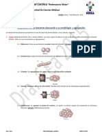 Microbiologatema2 Clasificacinbacteriana 160423044849