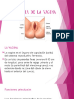 Anatomia de La Vajina