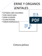 Pelvis, Perine y Organos Genitales