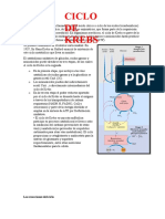 Ciclo de Krebs-2020