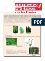 Reino de Las Plantas para Sexto de Primaria PDF