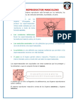 El Aparato Reproductor Masculino: Los Testículos