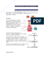 Patología Del Sistema Endocrino - Glandula Suprerrenal