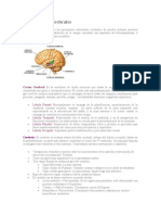 Estructuras Cerebrales: Cortex Cerebral