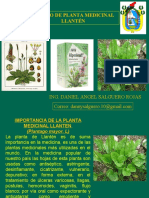 Planta Medicinal de Llanten 2019