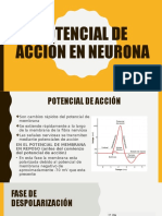 Potencial de Accion en Neurona