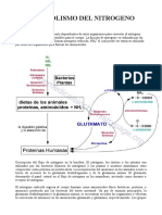 Metabolismo Del Nitrogeno