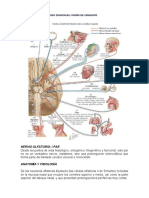 Pares Craneales y Meninges