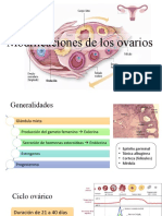 Modificaciones de Los Ovarios