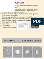 Apoptosis Lecture