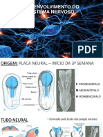 Desenvolvimento Do Sistema Nervoso