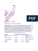 Spermatogenesis: Spermatogenesis Is The Process by Which Male