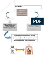 Fases de La Toxicocinetica Ante La Presencia de Un Xenobiotico o Sustancia en El Cuerpo