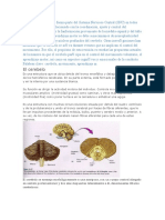 Neurofisiologia de Cerebelo