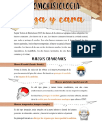 Anatomofisiología de La Cabeza PDF