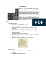 Tarea de Micro 2 (Mycoderma)