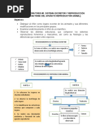 Procedimiento de Sistema Excretor