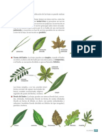 Tipos de Hojas: Tipo de Nerviación