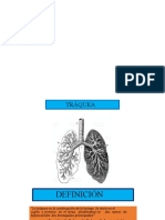 Anatomia Del Arbol Bronquial