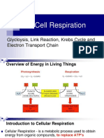 Cell Respiration