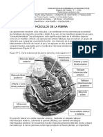 15 - Musculos de La Pierna PDF