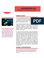 E. Coli y Serotipos