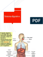 Sistema Digestivo